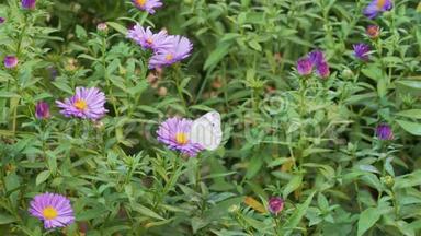 一种以秋日紫菀为食的甘蓝蝶